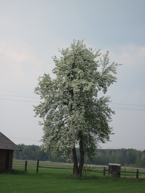 wiosenne drzewo